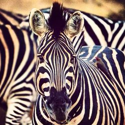 Close-up of zebra
