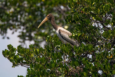 Bird perching on a tree