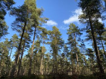 Low angle view of bamboo trees in forest