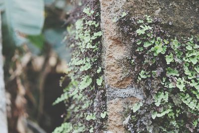 Close-up of ivy on tree trunk