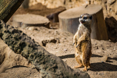 Close-up of meerkat