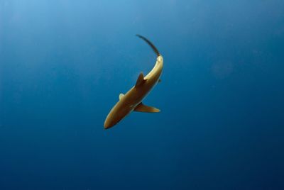 Low angle view of fish underwater