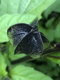 Close-up of wet leaves on plant