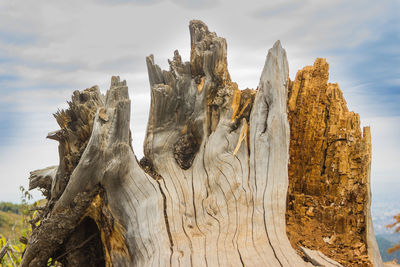 Panoramic view of driftwood on tree trunk against sky