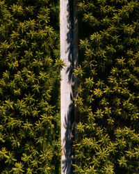 High angle view of plants growing on field