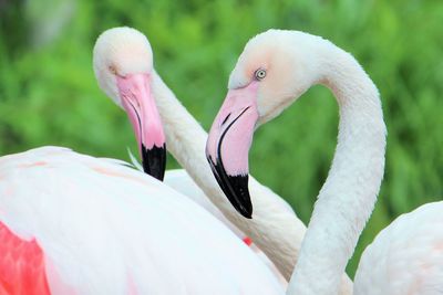 Close-up of swans