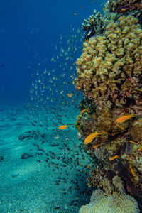 Fish swimming in sea