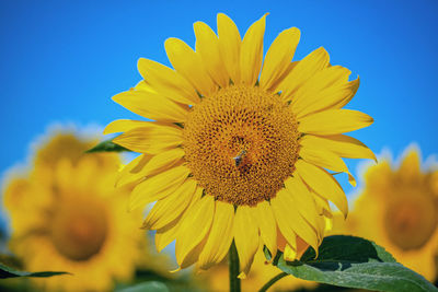 Close-up of sunflower