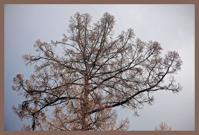 Low angle view of bare tree against clear sky