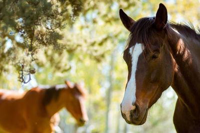 Horses in ranch