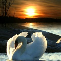 Swan floating on lake during sunset