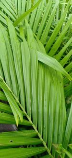 Close-up of fresh green leaves