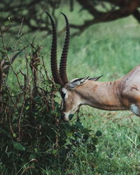 An antelope grazing at taita hills wildlife sanctuary, voi, kenya
