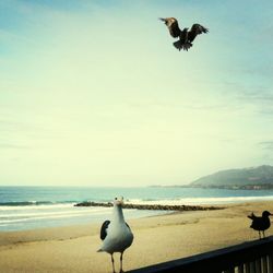 Seagull flying over sea