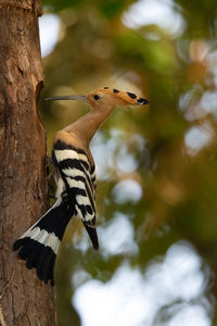 Close-up of bird perching on tree