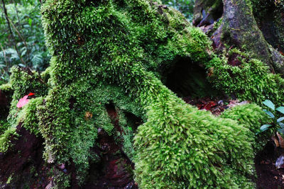 High angle view of moss growing on tree