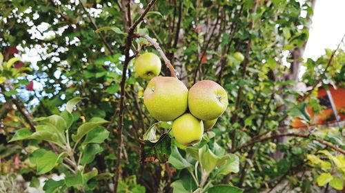 Close-up of fruits growing on tree