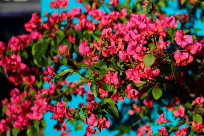 Close-up of pink flowering plant