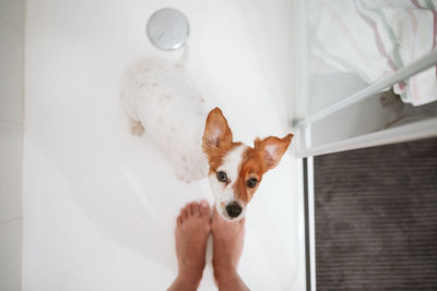 Top view of beautiful jack russell dog sitting in shower for bath time. owner woman feet besides