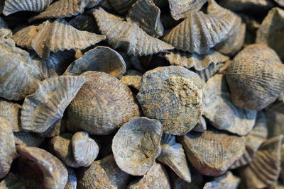 Full frame shot of shells