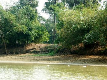 Scenic view of river in forest