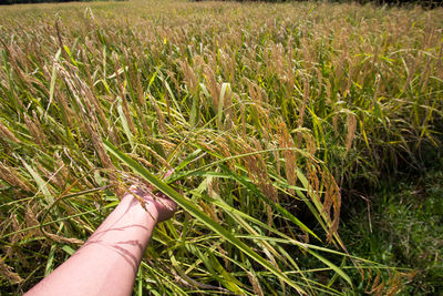 Close-up of hand on grass