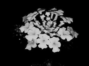 Close-up of flowers against black background