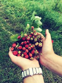 Midsection of woman holding red berries on field