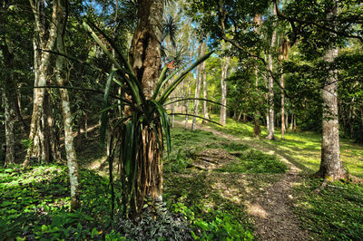 Trees in forest