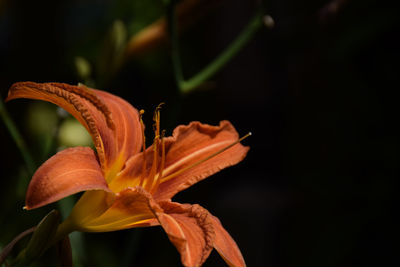 Close-up of orange day lily