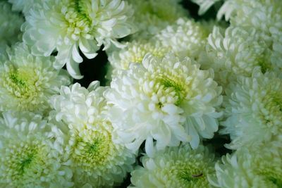 Close-up of white flowers