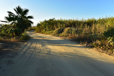 Road amidst trees against clear sky