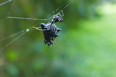 Close-up of butterfly flying