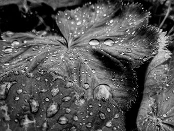 Close-up of water drops on leaf