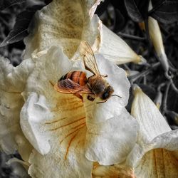 Close-up of bee pollinating flower