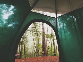 Trees seen through tent
