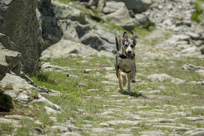 Portrait of dog running on rock