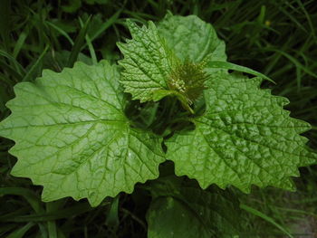 High angle view of garlic mustard plant