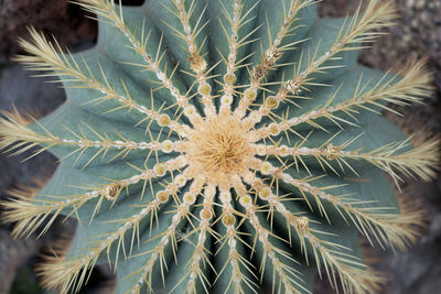 Close-up of palm leaves