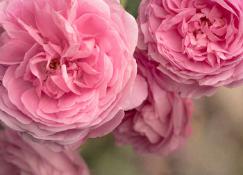 Close-up of pink rose