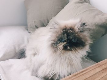 Cat resting on bed