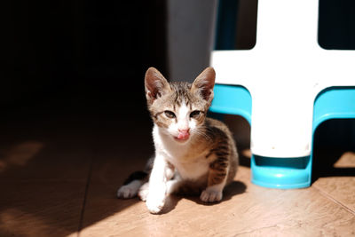 Portrait of kitten sitting on floor