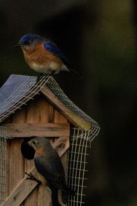 Close-up of bird perching on wood