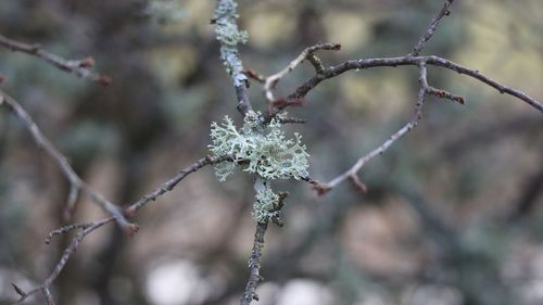 Close-up of frozen plant during winter