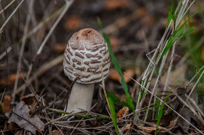 Close-up of mushroom growing on field