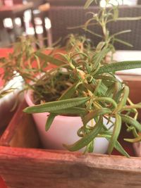 Close-up of potted plant against blurred background