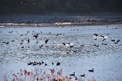 Swans swimming in lake against sky