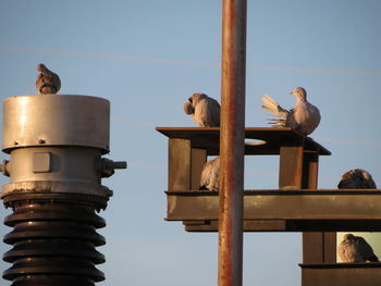 Low angle view of seagulls perching against clear sky