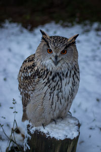 Close-up of a bird