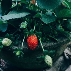 Close-up of strawberry growing on plant